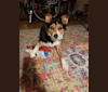 Andy, a Border Collie and American Eskimo Dog mix tested with EmbarkVet.com