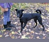 Meko, an Indian Indigenous Dog tested with EmbarkVet.com
