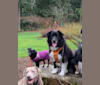 Joey, a Border Collie and German Shepherd Dog mix tested with EmbarkVet.com