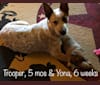 Trooper, an Australian Cattle Dog tested with EmbarkVet.com