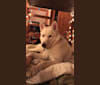 Thunder, a Siberian Husky and Labrador Retriever mix tested with EmbarkVet.com