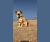 Koda, a Pomeranian and Dachshund mix tested with EmbarkVet.com