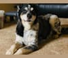 Photo of Ty, a Border Collie, Australian Cattle Dog, Labrador Retriever, Rottweiler, and Mixed mix in Las Vegas, NV, USA