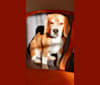 Nitro "GCHB Lokavi's Time to get Movin' BCAT", a Beagle tested with EmbarkVet.com