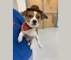 Cowboy, a Chihuahua and Miniature Pinscher mix tested with EmbarkVet.com