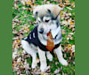 Timber, a Siberian Husky and American Bulldog mix tested with EmbarkVet.com