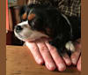 ROBBIE, a Cavalier King Charles Spaniel and Pomeranian mix tested with EmbarkVet.com