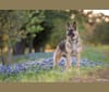 Riley Anne, a German Shepherd Dog tested with EmbarkVet.com