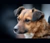 Nova, a Chihuahua and Dachshund mix tested with EmbarkVet.com
