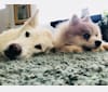 Nanuk, a Siberian Husky and German Shepherd Dog mix tested with EmbarkVet.com
