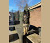Photo of Jordan, a German Shepherd Dog  in Daarle, Nederland