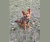 Photo of Ruby, a Rat Terrier, Australian Cattle Dog, and Siberian Husky mix in Austin, Texas, USA