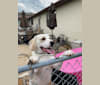 Photo of Jack, a Boxer, Beagle, and Labrador Retriever mix in Manhattan, Illinois, USA