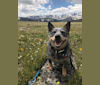 Pee Wee, an Australian Cattle Dog tested with EmbarkVet.com