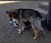 Photo of Bo, an Australian Cattle Dog, Border Collie, Alaskan Malamute, German Shepherd Dog, and Mixed mix in Yakima, Washington, USA