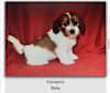 Max, a Havanese and Cavalier King Charles Spaniel mix tested with EmbarkVet.com