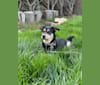 Luna, a Labrador Retriever and Siberian Husky mix tested with EmbarkVet.com