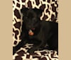 Photo of Rio, a Labrador Retriever, Chow Chow, Border Collie, Boxer, and Siberian Husky mix in San Antonio, Texas, USA