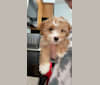 Honey Bear, a Bichon Frise and Russell-type Terrier mix tested with EmbarkVet.com