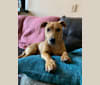 Kurt, an American Pit Bull Terrier and Rat Terrier mix tested with EmbarkVet.com