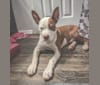 Puma, an American Pit Bull Terrier and American Staffordshire Terrier mix tested with EmbarkVet.com