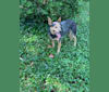 Billie, an Australian Cattle Dog and American Pit Bull Terrier mix tested with EmbarkVet.com