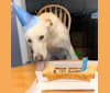 Bailey, a Siberian Husky and German Shepherd Dog mix tested with EmbarkVet.com