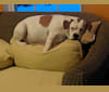 Rudy, a Bulldog and Pug mix tested with EmbarkVet.com