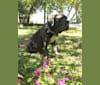 Photo of Maui, a Neapolitan Mastiff  in Arlington, TX, USA