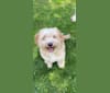 Leo, a Beagle and Golden Retriever mix tested with EmbarkVet.com