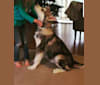 Kodi a dog tested with EmbarkVet.com