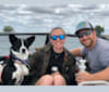 Ryder, a Siberian Husky and Australian Cattle Dog mix tested with EmbarkVet.com