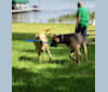 Benny, a Weimaraner and German Shepherd Dog mix tested with EmbarkVet.com