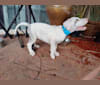 Urso, a Great Dane tested with EmbarkVet.com