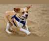 Sonny, a Rat Terrier and Chihuahua mix tested with EmbarkVet.com