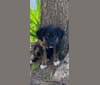 Gia Joy, an American Pit Bull Terrier and Siberian Husky mix tested with EmbarkVet.com
