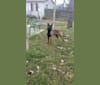 Photo of Phoenix, a Belgian Shepherd  in 9136 State Route 136, West Union, Ohio 45693, USA
