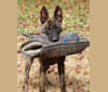 Jinx Van Patriot, a Dutch Shepherd and German Shepherd Dog mix tested with EmbarkVet.com