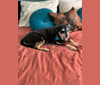 Doxy, a Chihuahua and Russell-type Terrier mix tested with EmbarkVet.com