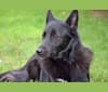 Florina, a Belgian Sheepdog and Alaskan Malamute mix tested with EmbarkVet.com