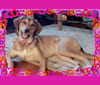 Nina, a Black and Tan Coonhound and Great Pyrenees mix tested with EmbarkVet.com