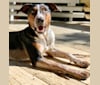 Rally Howell, an Australian Shepherd and Treeing Walker Coonhound mix tested with EmbarkVet.com