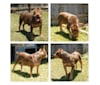 Evolution Of Fear, an American Bully tested with EmbarkVet.com