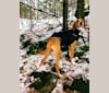 George Washington, an American Foxhound tested with EmbarkVet.com
