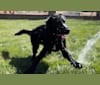 Luc, a Labrador Retriever and Australian Shepherd mix tested with EmbarkVet.com