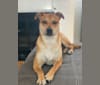 Photo of Poppy, an Australian Cattle Dog, American Pit Bull Terrier, Mountain Cur, and Mixed mix in Boston, Massachusetts, USA