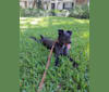 Lorenzo, a Chihuahua and Miniature Schnauzer mix tested with EmbarkVet.com