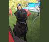 Bowser, a Labrador Retriever and German Shepherd Dog mix tested with EmbarkVet.com