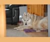 Mischa, a German Shepherd Dog and Siberian Husky mix tested with EmbarkVet.com