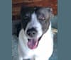 Charlie, a Staffordshire Terrier and Labrador Retriever mix tested with EmbarkVet.com